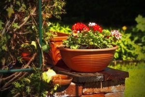Die letzten Beauty-Tipps f&uuml;r den Garten - Bild: atanaspaskalev auf Pixabay