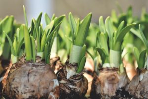 Die Zwiebel ist ein Speicherorgan, das aus fleischigen Schuppen besteht und von einer sch&uuml;tzenden Au&szlig;enhaut umgeben ist.