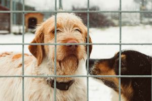 Vorteile und Anwendungsbereiche von Doppelstabmatten - Bild: Damiano Baschiera / Unsplash