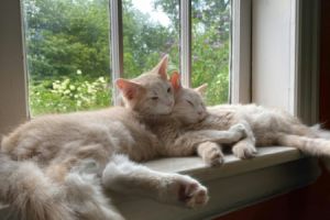 Fenster austauschen: Der beste Zeitpunkt - Bild: Carol Highsmiths America / Unsplash Fenster austauschen: Der beste Zeitpunkt - Bild: Carol Highsmiths America / Unsplash