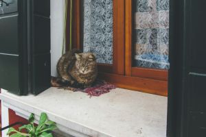 Fensterbänke konfigurieren - Das sind die wichtigsten Punkte - Bild: Casey Lovegrove / Unsplash Fensterbänke konfigurieren - Das sind die wichtigsten Punkte - Bild: Casey Lovegrove / Unsplash