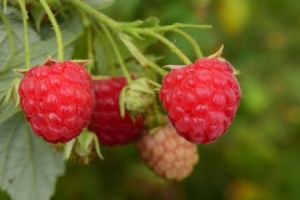 Effektiver Schutz f&uuml;r Ihren Garten: Wurzelsperre f&uuml;r Himbeeren richtig einsetzen - Bild: Leopictures / Pixabay