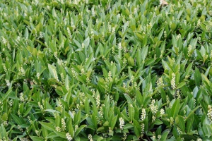 Der Kirschlorbeer (Prunus laurocerasus) ist eine immergr&uuml;ne Pflanze, die h&auml;ufig als Heckenpflanze oder Zierstrauch in G&auml;rten und Parks verwendet wird.