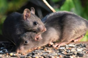 Wohngebäudeversicherung: Verborgene Risiken und nicht abgedeckte Schäden für Hausbesitzer - Bild: j. a. uppendahl / Unsplash Wohngebäudeversicherung: Verborgene Risiken und nicht abgedeckte Schäden für Hausbesitzer - Bild: j. a. uppendahl / Unsplash