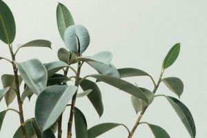 Die wichtigsten Stationen im Gartenjahr - Bild: Scott Webb auf Unsplash