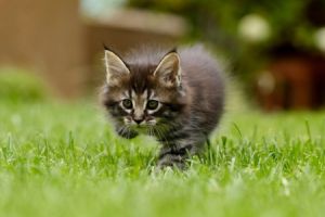 Ein Kleintier ist ein kleines, meist domestiziertes Tier, das häufig als Haustier gehalten wird. Ein Kleintier ist ein kleines, meist domestiziertes Tier, das häufig als Haustier gehalten wird.