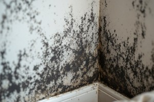 Schimmel bezieht sich auf einen Pilzbefall, der sich in Form von Pilzkolonien, Flecken oder Wachstum auf verschiedenen Oberfl&auml;chen wie W&auml;nden, M&ouml;beln oder Lebensmitteln zeigt.