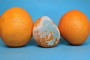 Schimmelpr&auml;vention umfasst alle baulichen und verhaltensabh&auml;ngigen Ma&szlig;nahmen, die darauf abzielen, die Entstehung von Schimmelpilzen in Innenr&auml;umen dauerhaft zu verhindern.