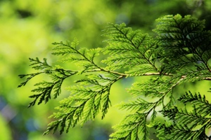 Thuja ist eine Pflanzengattung, die zur Familie der Zypressengewächse gehört. Thuja ist eine Pflanzengattung, die zur Familie der Zypressengewächse gehört.
