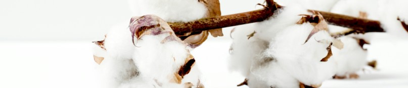Bio-Baumwolle