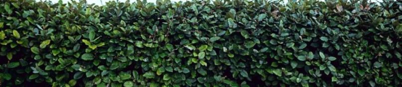 Hecken als Sichtschutz: Vorteile und Pflegetipps