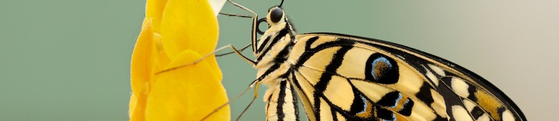 Schutzmaßnahmen gegen Insekten - wie die Quälgeister draußen bleiben Schutzmaßnahmen gegen Insekten - wie die Quälgeister draußen bleiben