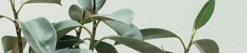 Grünes Wohnen - Warum Hängepflanzen jedes Zuhause verschönern Grünes Wohnen - Warum Hängepflanzen jedes Zuhause verschönern