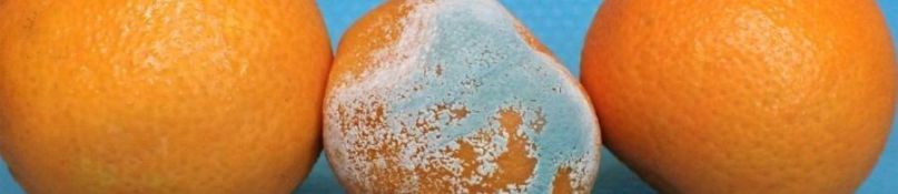 Schimmel am Fenster dauerhaft entfernen Schimmel am Fenster dauerhaft entfernen