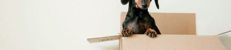 Der Umzug ins Eigenheim: Tipps für einen reibungslosen Start Der Umzug ins Eigenheim: Tipps für einen reibungslosen Start