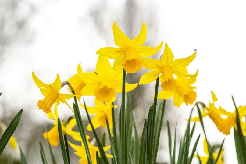 Osterglocken: Osterglocken sind typische Fr&uuml;hlingsboten, die Freude in Ihren Garten bringen.