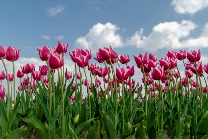 Die Tulpe ist eine der bekanntesten und beliebtesten Fr&uuml;hlingsblumen weltweit.