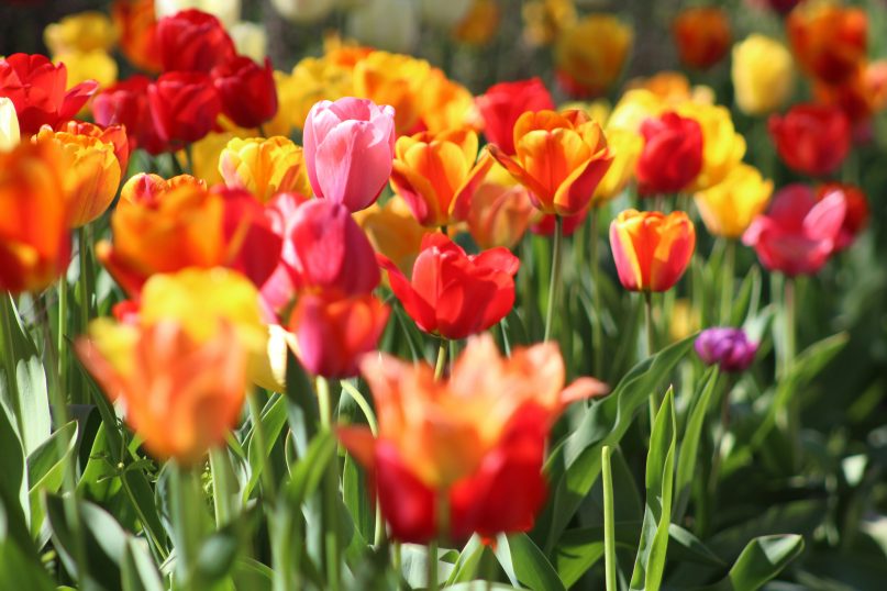 Tulpen: Tulpen bl&uuml;hen im Fr&uuml;hling und sind besonders beliebt f&uuml;r ihre farbenfrohe Vielfalt