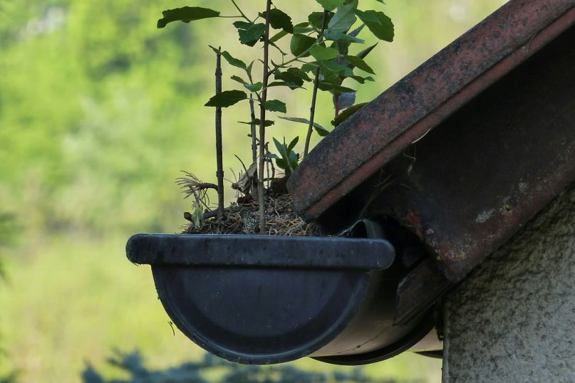 Wie oft sollte man die Dachrinne reinigen?