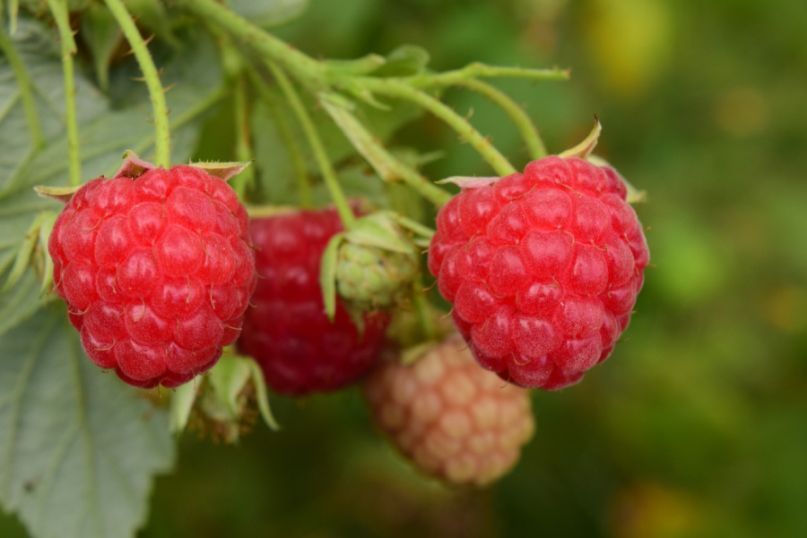 Die Himbeerpflanze (Rubus idaeus) ist ein mehrj&auml;hriges, strauchartiges Gew&auml;chs aus der Familie der Rosengew&auml;chse.