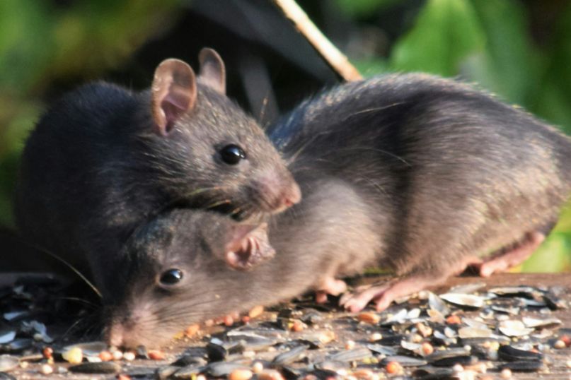 Sch&auml;den durch Kleintiere: Eine untersch&auml;tzte Gefahr f&uuml;r Hausbesitzer