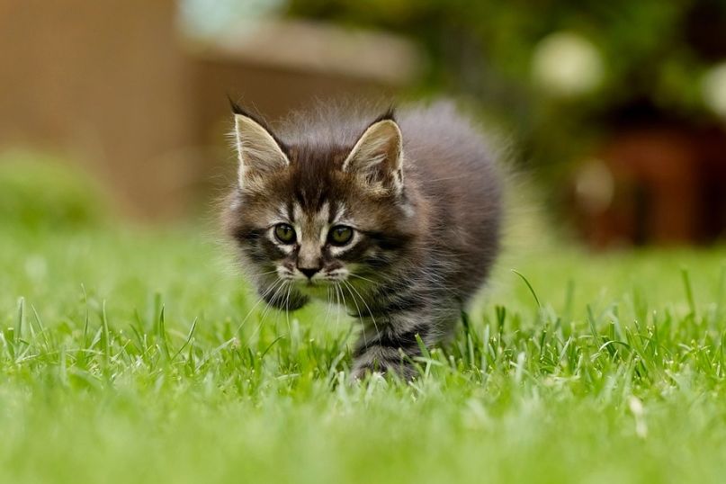 Ein Kleintier ist ein kleines, meist domestiziertes Tier, das h&auml;ufig als Haustier gehalten wird.